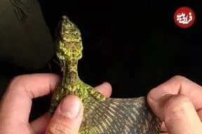 تصاویر| مشاهده گونه خیره‌کننده «دراکو ماکسیموس»؛ اژدهای پرنده در لنز دوربین عکاسان حیات وحش 