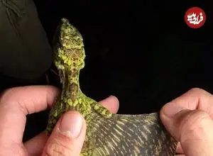 تصاویر| مشاهده گونه خیره‌کننده «دراکو ماکسیموس»؛ اژدهای پرنده در لنز دوربین عکاسان حیات وحش 