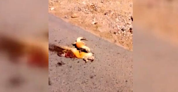 ( ویدیو) تلاش غم‌انگیز یک مارمولک برای بلند کردن هم‌نوع جان‌باخته‌اش