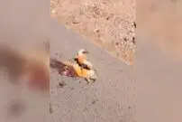 ( ویدیو) تلاش غم‌انگیز یک مارمولک برای بلند کردن هم‌نوع جان‌باخته‌اش