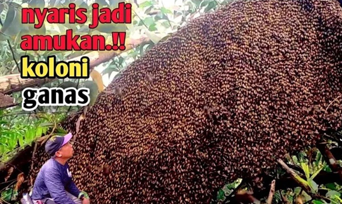 (ویدئو) برداشت دیدنی کندوی عسل وحشی 18.5 کیلویی توسط دو شکارچی اندونزیایی