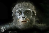 اجداد انسان‌ شبیه میمون‌های آفریقایی بودند!