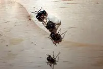 مورچه‌های حیرت‌انگیزی که خود را به مردن می‌زنند