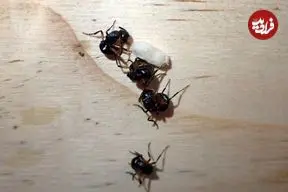 مورچه‌های حیرت‌انگیزی که خود را به مردن می‌زنند