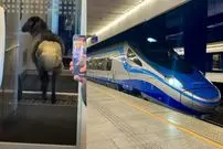 عکس؛ ماجرای گوسفندی که در قطار پوشک به تن داشت