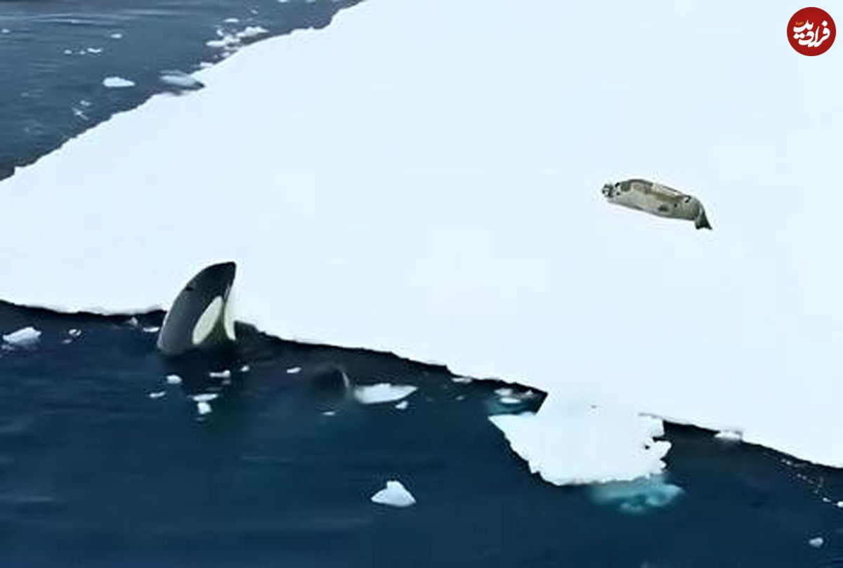 (ویدیو) همکاری هوشمندانه نهنگ‌ های قاتل در شکار