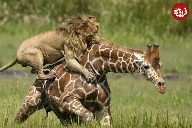 ببینید| تصاویر نفس‌گیر از چنگ زدن شیر به پای زرافه
