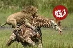 ببینید| تصاویر نفس‌گیر از چنگ زدن شیر به پای زرافه