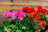 5 نکته مهم برای نگهداری صحیح از یک شمعدانی پرگل