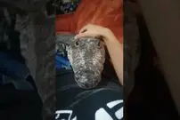 (ویدئو) وقتی یک تمساح حیوان خانگی می شود و نوازش می خواهد!