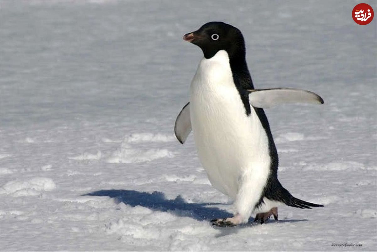 (ویدئو) این پنگوئن، عاشق نظافتچی باغ وحش شده‌است!