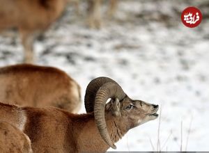 (تصاویر) برخورد حیوانات با برف زمستانی در حوالی تهران