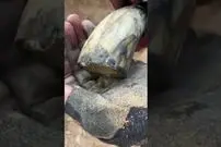(ویدئو) لحظه کشف چند سکه ارزشمند باستانی در یک شاخ حیوانی
