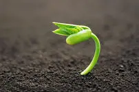 (ویدئو) نبرد دیدنی گیاهان برای بدست آوردن نور

