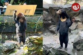 ( عکس) خرس‌های عجیبی که رفتار انسان را تقلید می‌کنند