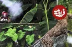 ببینید| حمله ناگهانی پلنگ به محیط‌بان در نپال
