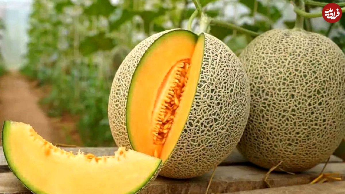 تصاویر؛ تفاوت طالبی، ملون، سمسوری، گرمک و شاهپسند