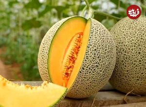 تصاویر؛ تفاوت طالبی، ملون، سمسوری، گرمک و شاه‌پسند