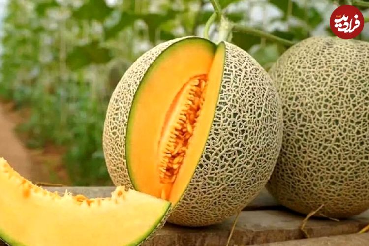 تصاویر؛ تفاوت طالبی، ملون، سمسوری، گرمک و شاه‌پسند