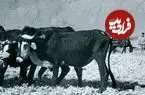 عکس| سفر به ایران قدیم؛ روستاییان در حال شخم زدن زمین با گاو؛ دوران قاجار