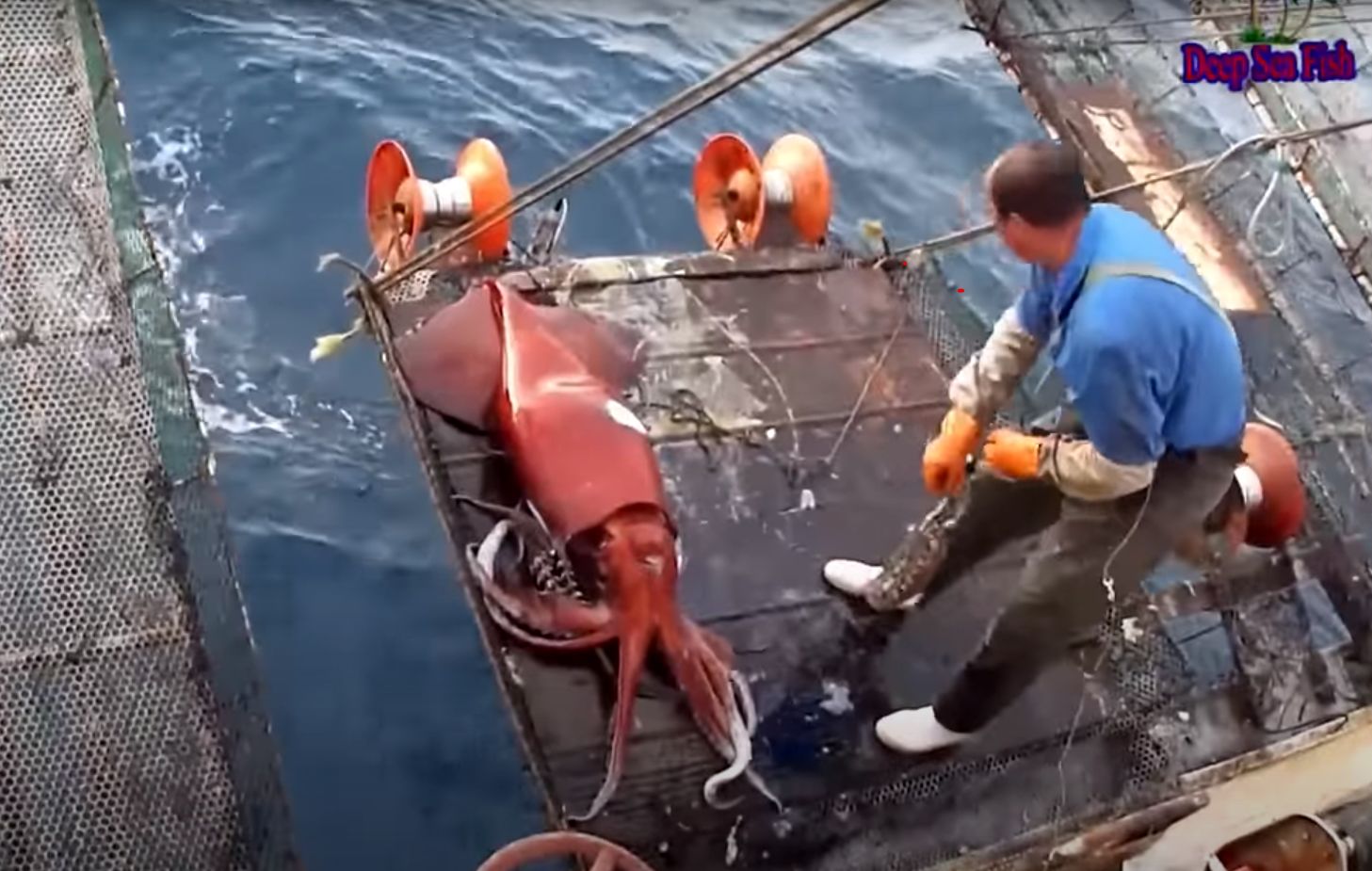 (ویدئو) ببینید چگونه ماهی مرکب های غول پیکر صید و گوشت شان پردازش می شود