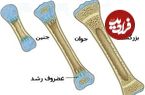 اینفوگرافی؛ عمر کوتاه استخوان‌های ایرانی