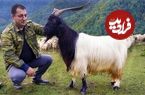ببینید؛ غذای روستایی در آذربایجان؛ کباب کردن یک بز در تنور در دل زمین 