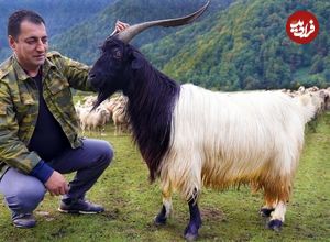 ببینید؛ غذای روستایی در آذربایجان؛ کباب کردن یک بز در تنور در دل زمین 