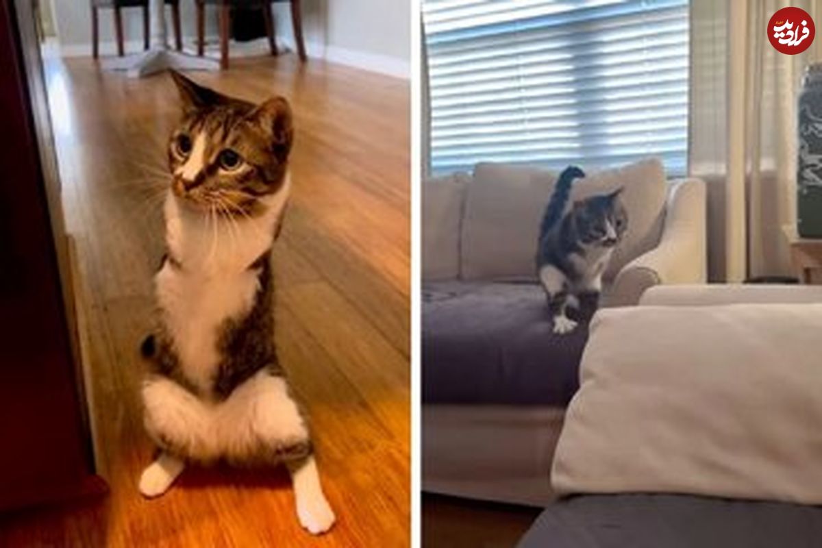 گربه‌ای که یاد گرفت بر روی دو پا بیاستد!
