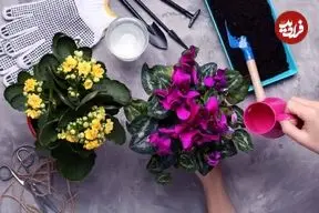 تصاویر؛ این ۱۰ گیاه آپارتمانی در زمستان هم سرسبز می‌مانند!