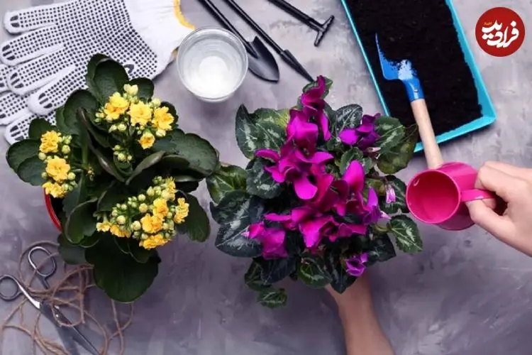 تصاویر؛ این ۱۰ گیاه آپارتمانی در زمستان هم سرسبز می‌مانند!