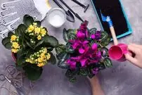 تصاویر؛ این ۱۰ گیاه آپارتمانی در زمستان هم سرسبز می‌مانند!