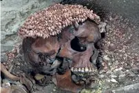 «شاهزادۀ غارنشین» 27 هزار سال قبل توسط «خرس» کشته شده است