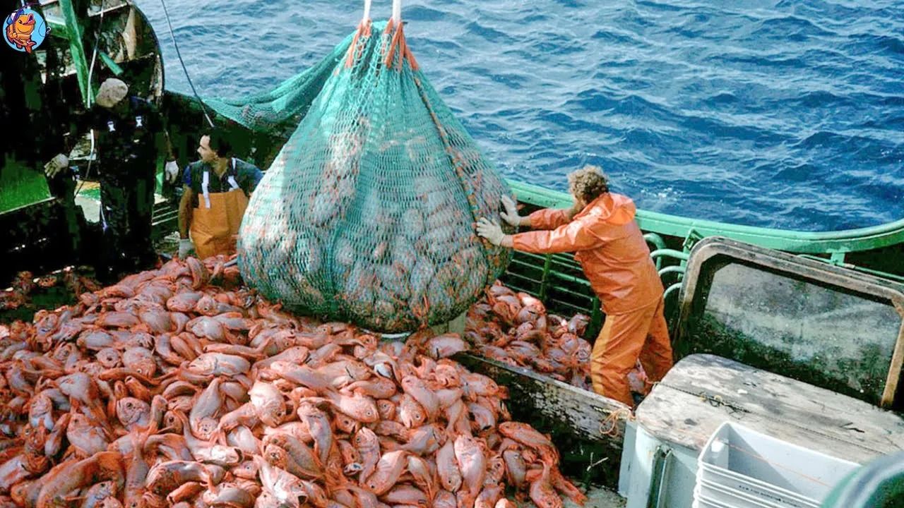 (ویدئو) پردازش و بسته بندی صدها تن ماهی پس از صید در بزرگترین کشتی ماهیگیری روسیه