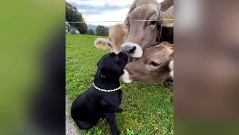 (ویدئو) محبت گاوها به این سگ سیاه سوژه مجازی شده است