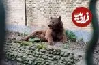 وضعیت بحرانی خرس قهوه‌ای مازندران؛ ٢٠ ساچمه در بدن حیوان