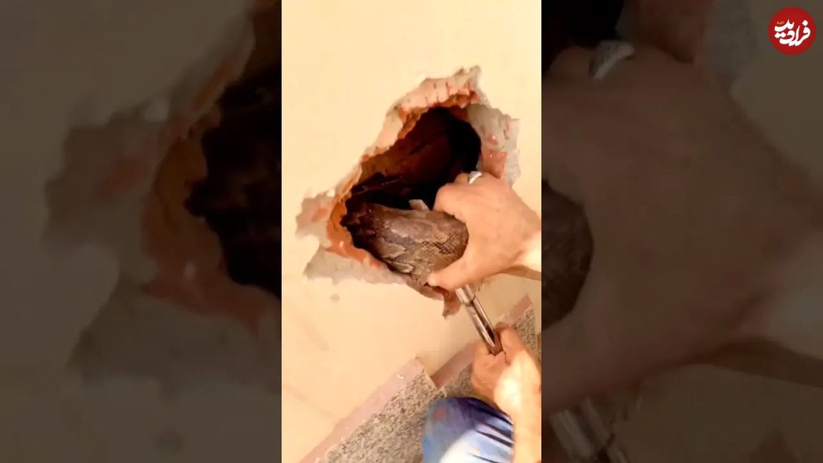 (ویدئو) این مار پیتون غول پیکر لا به لای دیوار یک خانه در مصر پنهان شده بود