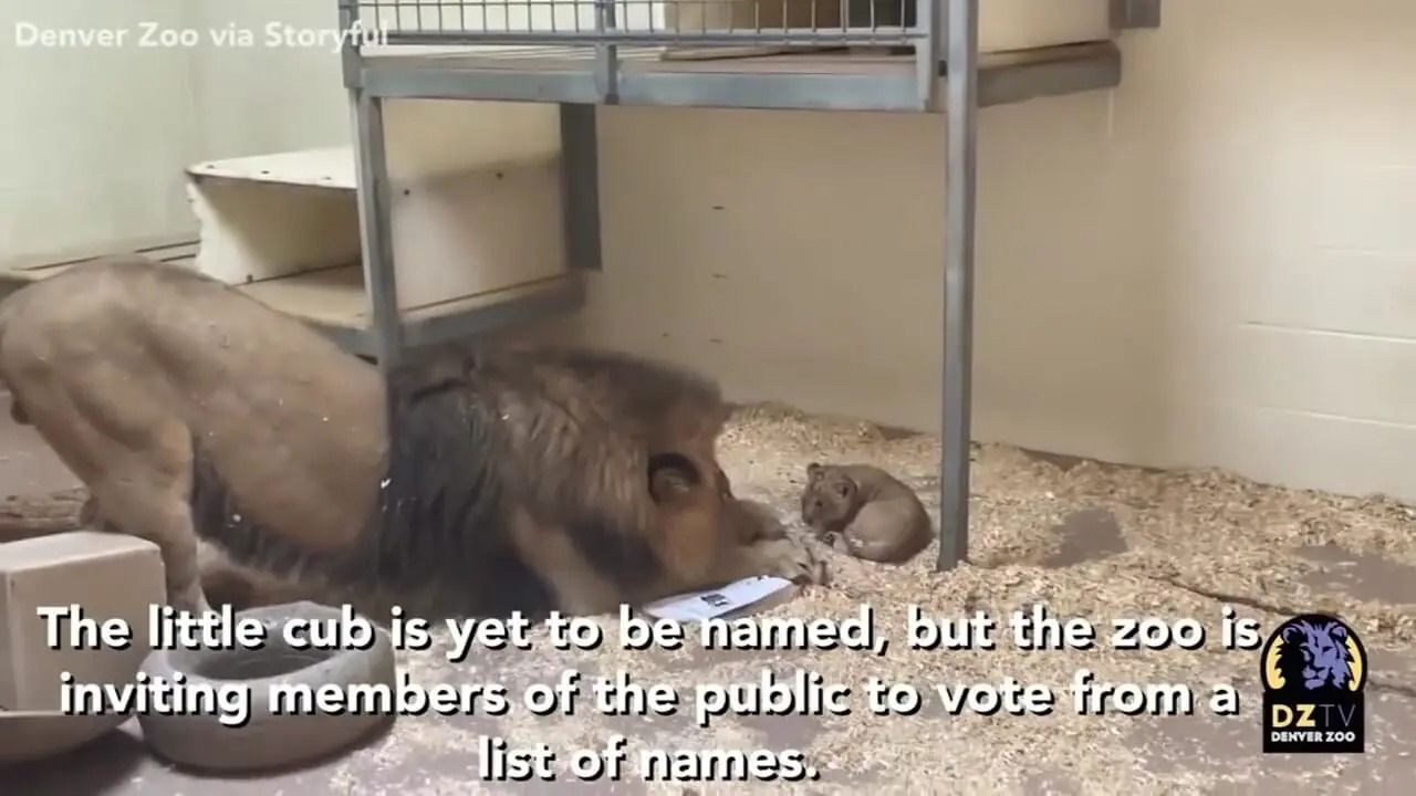 (ویدئو) صحنه ای زیبا از اولین دیدار شیر نر با بچه تازه به دنیا آمده اش