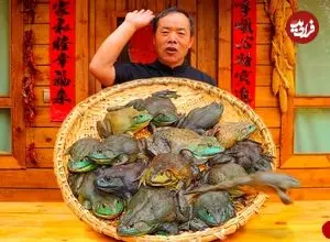 ببینید| غذای روستایی در چین؛ پخت خوراک با قورباغه گاوی و سبزیجات در روستا