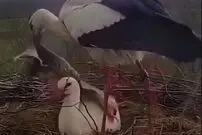 (ویدیو) گرم کردن لک لک ماده با پتو به روش لک لک نر 