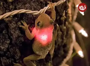 ببینید| نور شب‌تاب در دل قورباغه