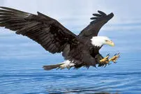 ببینید| عقاب سرسفید در پس‌زمینه بازی گلف یک غاز را شکار کرد