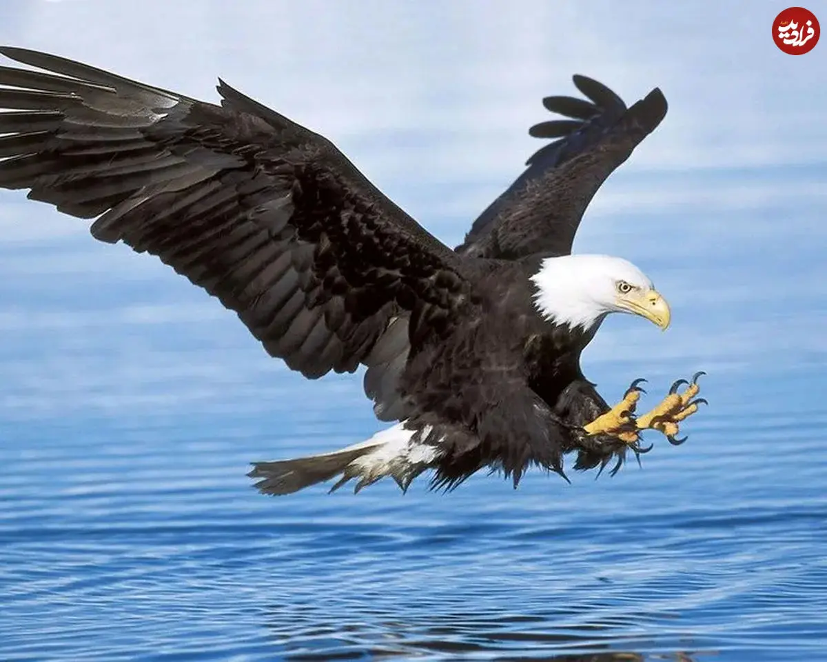 ببینید| عقاب سرسفید در پس‌زمینه بازی گلف یک غاز را شکار کرد