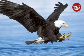ببینید| عقاب سرسفید در پس‌زمینه بازی گلف یک غاز را شکار کرد