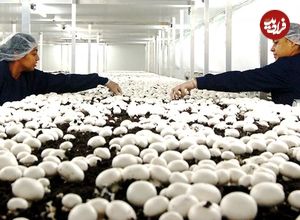 (ویدئو) نحوه پرورش، برش و فرآوری هزاران تن قارچ دکمه ای خوراکی