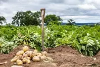 گنج طلایی 4 هزارساله‌ای که در مزرعۀ سیب‌زمینی پیدا شد