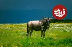 جزیره بدون شکارچی در کنیا؛ بهشتی که برای حیوانات دردسرساز شد