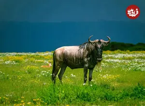 جزیره بدون شکارچی در کنیا؛ بهشتی که برای حیوانات دردسرساز شد