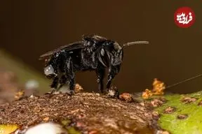 برای نخستین بار در تاریخ یک حشره صاحب حقوق قانونی شد