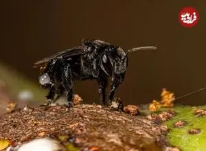 برای نخستین بار در تاریخ یک حشره صاحب حقوق قانونی شد